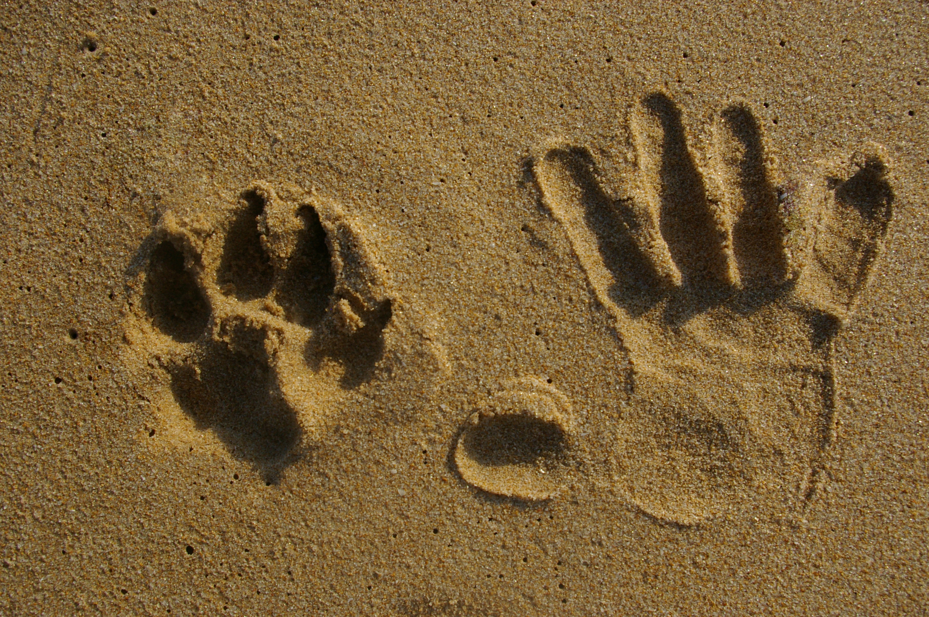 На песке остается след. Следы животных на песке. Следы собаки на песке. Следы коровы на песке. Отпечатки лап на песке.